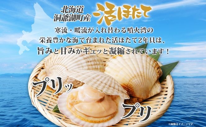 北海道産 活ほたて 2年貝 約4kg 30枚～45枚 2027年1月中旬以降水揚げ次第出荷 ほたて 帆立 ホタテ 生 貝 魚貝 魚介 海産 海鮮 貝柱 噴火湾 刺身 送料無料 北海道 洞爺湖町