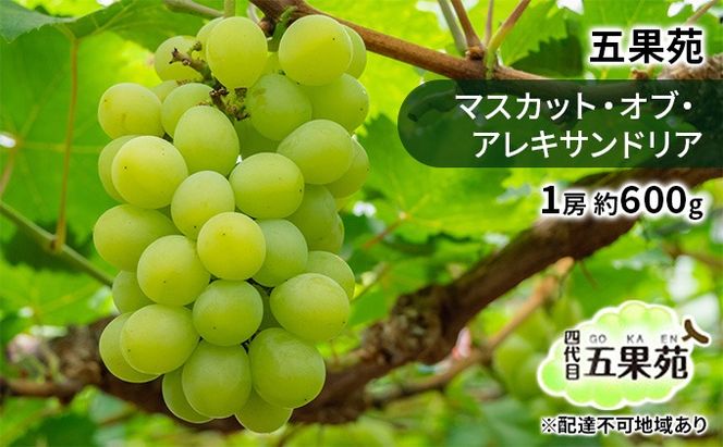 ぶどう 2026年 先行予約 マスカット・オブ・アレキサンドリア 1房 約600g ぶどう フルーツ 果物 贈り物 ギフト 岡山 五果苑