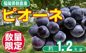 ぶどう ピオーネ 先行予約 約2～4房 約1.2kg 配送不可 離島 果物 フルーツ デザート 食後 おやつ 多汁 強い甘み 酸味 産地直送 福岡県産 朝倉市産 