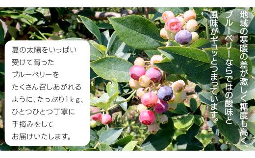 《 先行予約 》完熟 新鮮ブルーベリー 約1kg 【2026年6月上旬頃より発送開始】＜ 産地直送 ＞ ベリー 1kg 1キロ 甘い 甘酸っぱい 冷凍 大粒 おいしい 美味しい フルーツ 果物 くだもの おやつ 無農薬 農薬不使用 お取り寄せ お土産 贈り物 贈答 ギフト 国産 茨城 農園 [BK001us]