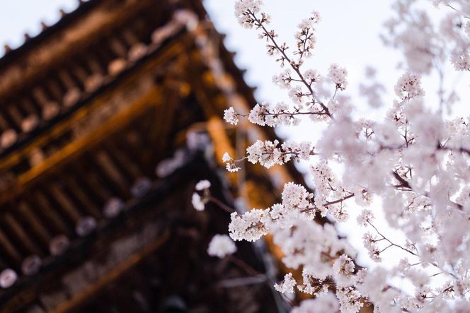 【AKAGANE RESORT KYOTO HIGASHIYAMA 1925】レストラン ルアン 五重塔内部の特別拝観ツアー付きランチチケット1名様｜京都 東山 人気リゾート 食事券［ 法観寺 五重塔 八坂の塔 特別拝観ツアー アカガネリゾート フレンチ ランチ 食事券 チケット ギフト券 美食 グルメ 人気 おすすめ 記念 お祝い 旅行 観光 食事 ふるさと納税 ］ 261009_A-LS008