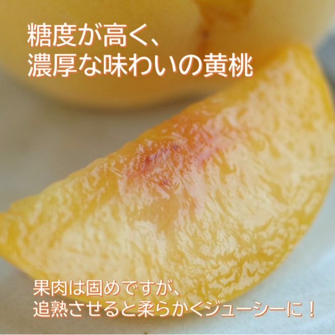 2026年 早期受付 岡山県産 黄桃 黄ららのきわみ (約2.0kg) 6～8玉 桃 もも 果物 フルーツ