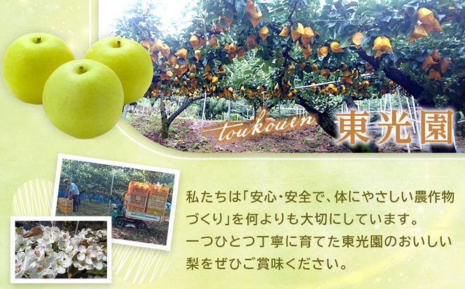 1281.【2026年9月発送】二十世紀梨　5ｋｇ 313726_CP003