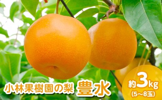 【先行予約】小林果樹園の梨 豊水 5～8玉 約3kg｜ほうすい 朝どり みずみずしい 梨 なし ナシ フルーツ 果物 常総市　※2026年9月～発送