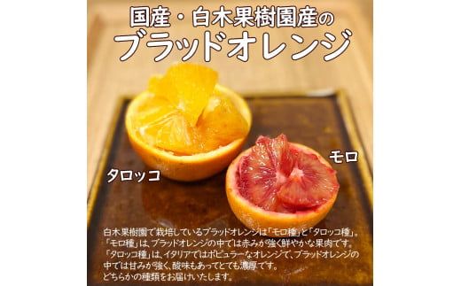【先行予約】ブラッドオレンジ　約3kg　〈2027年2月中旬～3月中旬頃発送〉  / 果物　柑橘　フルーツ　オレンジ　高知県土佐市　お取り寄せ 産地直送　おいしい 美味しい　白木果樹園【白木果樹園】 [BQAI042]