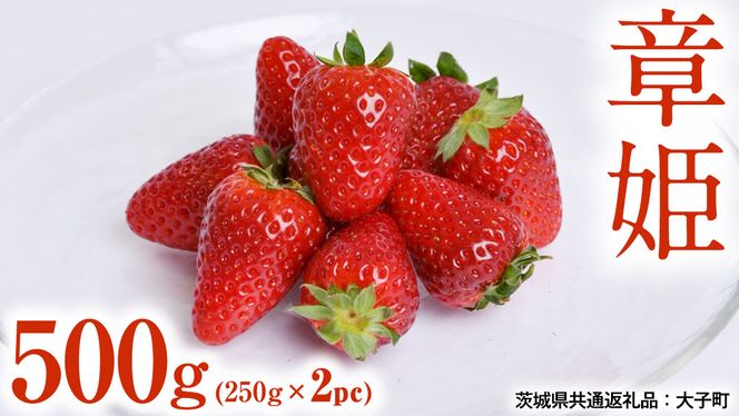 章姫 500g (250g×2pc) 【 2026年12月上旬発送開始 】 ( 茨城県共通返礼品：大子町 ) いちご 苺 イチゴ 大粒 果汁 たっぷり ジューシー あきひめ 農家直送 産地直送 [FC210us]