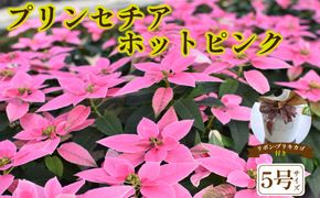 プリンセチア ホットピンク（観葉植物 植物 5号鉢 贈答 贈り物 プレゼント ギフト）