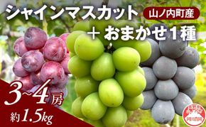 【2026年9月～発送】ぶどう シャインマスカット + おまかせ1種 約1.2kg（3～4房）山ノ内町産 ブドウ 葡萄 マスカット