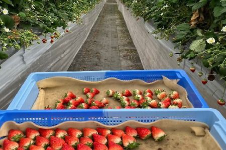 【先行受付 令和8年1月下旬より発送開始】期間限定 特選いちご(いちごさん) 250g×4パック【苺 イチゴ ブランドいちご 朝採れ デザート スイーツ フルーツ 誕生日ケーキ バレンタイン】(H101107)