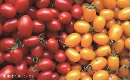【 全3回 定期便 】【 福岡県 糸島産 】 朝採れ サラダ用 野菜 セット 《糸島》【オーガニックナガミツファーム】         [AGE005]