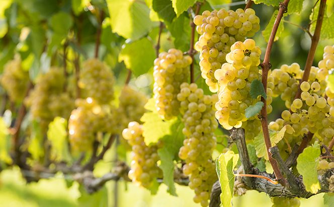 NIKI Hills Winery 白ワイン セット 化粧箱入り 【 HATSUYUKI 】 【 NEIRO 】 各750ml  ワインセット 洋酒 お酒 アルコール ブドウ ぶどう 辛口 [株式会社NIKI Hillsヴィレッジ]