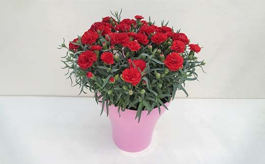 カーネーション10号キサラギ鉢（30cm） F4N-1397