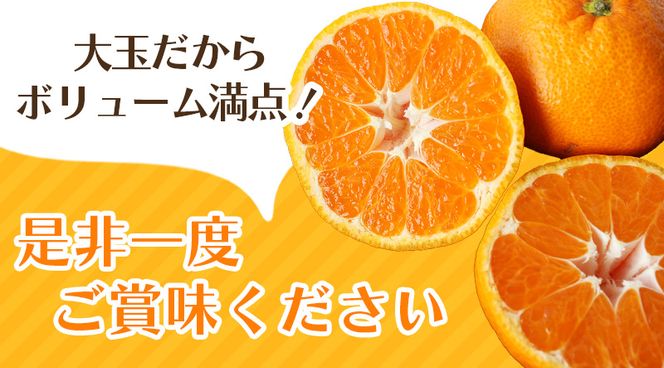 【先行予約】秀優品 大玉 温州みかん 8kg【2L～3Lサイズ】【2025年12月から2026年２月下旬頃に順次発送】＜味好農園＞/ 温州 蜜柑 みかん 柑橘 果物 フルーツ ミカン 【agy011A】