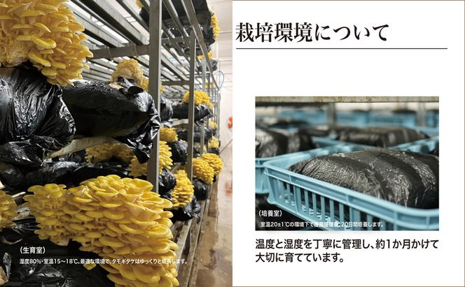 京都府産オーガニック　タモギタケ（6パック入り約720g）