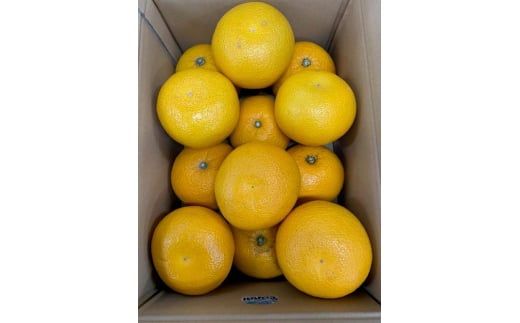 BF6068_【2027年先行受付】はっさく 赤秀品2L、3Lサイズ 5kg