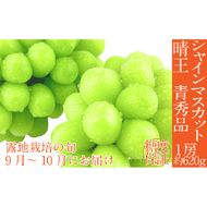 2026年 先行予約シャインマスカット 晴王 1房約620g 9月～10月出荷/ 岡山県産 種無し 皮ごと食べる みずみずしい フレッシュ 晴れの国 おかやま　 果物大国 彩美菜果