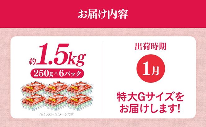 福岡県産 あまおう 1500g （250g×6パック） いちご 1月中発送 いちご 苺 フルーツ 果物 くだもの 大粒Gサイズ グランデ 農家直送 大粒 不揃い 福岡県 福岡 九州 グルメ お取り寄せ