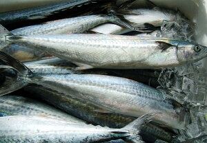 【ふるさと納税】魚屋さんの 漬け魚 骨取り済 さわら （西京漬け 塩麹漬け 醤油こうじ 2人前×6パック）各120g 合計720g 鰆 サワラ サゴシ 惣菜 おかず 魚 味噌漬け みそ漬け 塩麹 醤油麹 無添加 国産レンチンOK 冷凍 兵庫県 新温泉町 送料無料