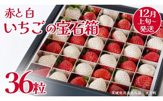 赤いちご と 白いちご の宝石箱36粒【2026年12月上旬発送開始】(茨城県共通返礼品：大子町) いちご 苺 果物 フルーツ 果実