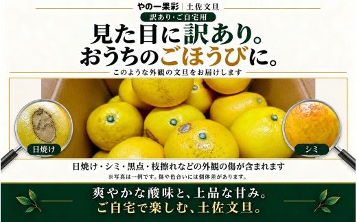 土佐文旦 訳あり 7kg 家庭用 サイズおまかせ M～4L 日本ギフト大賞受賞 文旦発祥の地 園主こだわり 規格外 不揃い 大玉 小玉 高知県土佐市産 高知県産 国産 7キロ ぶんたん みかん 柑橘類 高級フルーツ 果物 わけあり 産地直送 お取り寄せ 先行予約 やの一果彩[BQAC045]