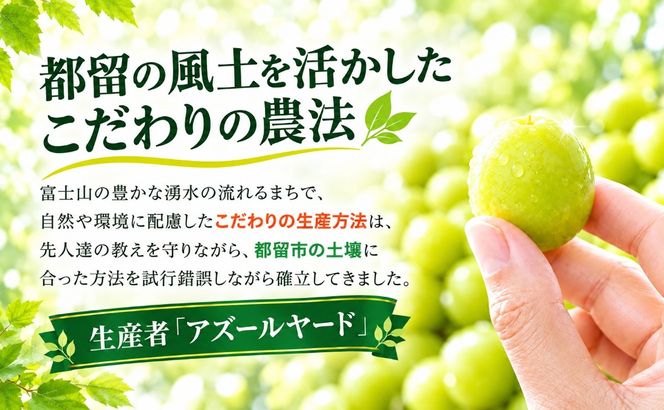 【2027年先行予約】　シャインマスカット500g以上（1房）　FB036
