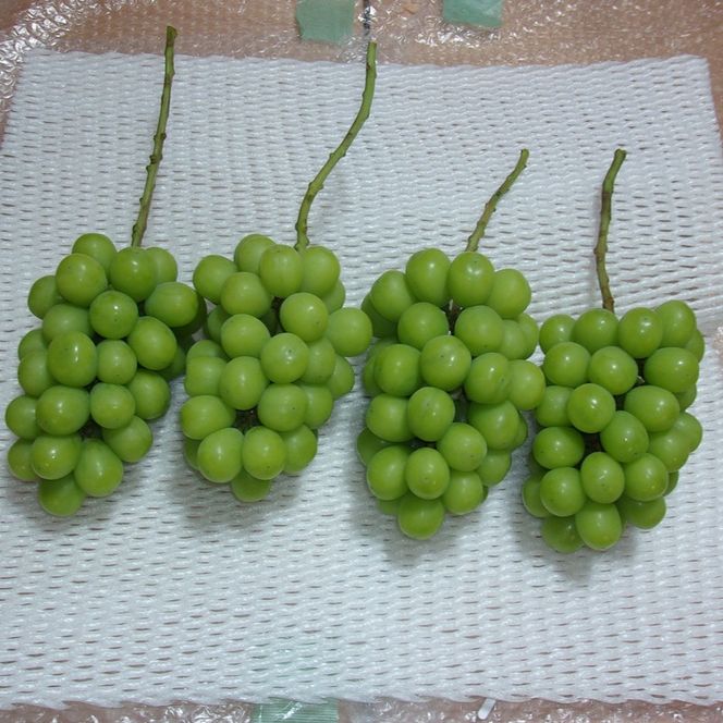 ぶどう 先行予約 訳あり シャインマスカット 約2kg(3～5房) ブドウ 葡萄 岡山県産 国産 フルーツ 果物