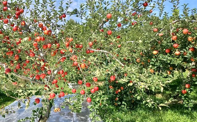 シナノドルチェ（贈答用） 約3kg（8玉〜12玉入り）トメズファーム　りんご　長野　信州　小諸　果物　フルーツ