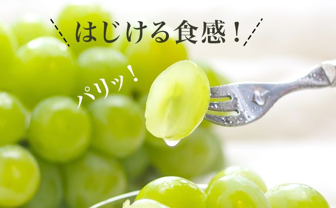 ぶどう 2026年 先行予約 果物 詰合せ ニュー ピオーネ 1房480g以上 シャイン マスカット 晴王 1房 480g以上 化粧箱入り ブドウ 葡萄  岡山県産 国産 フルーツ 果物 ギフト 