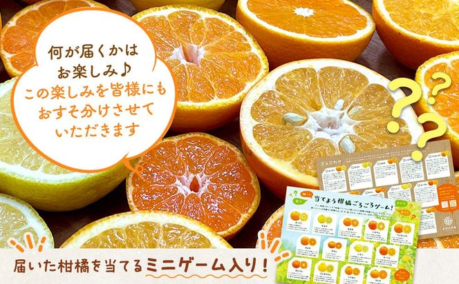 旬の柑橘食べ比べ 柑橘ごろごろ 3種 箱込 7.5kg(内容量約 6.8kg) 秀品 優品 混合 和歌山県産 産地直送 【おまけ付き】【みかんの会】  AX249