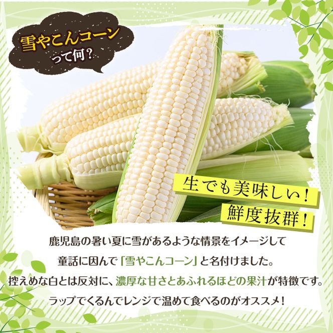 ＜先行予約受付中！2026年6月中旬以降順次発送予定＞白いとうもろこし「雪やこんコーン」(10本) 国産 トウモロコシ 玉蜀黍 ホワイト コーン 野菜 糖度 夏 イネ科 数量限定 期間限定【うとさんち】akn067-09