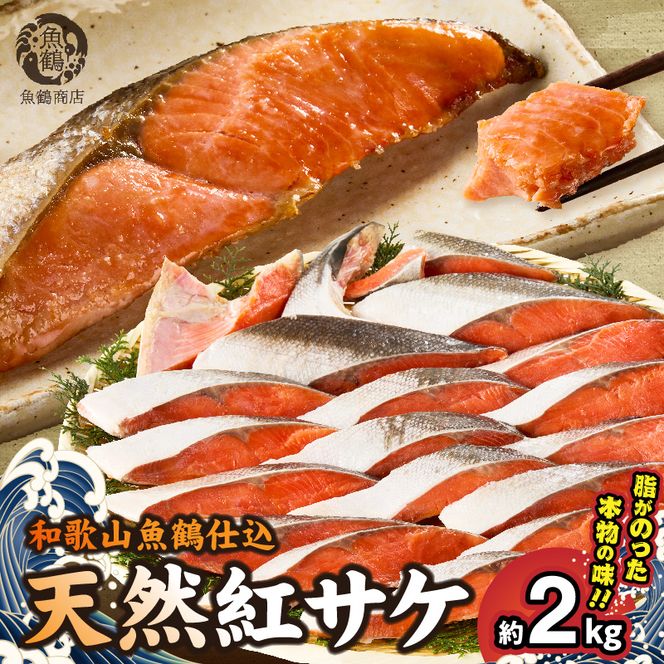 G7318_リピーター続出！ 高評価 魚鶴 仕込 天然紅 鮭 サケ 切身 約2kg サケ切身 紅鮭 和歌山 湯浅町 小分け 真空パック 梅酒 真昆布 使用 だし まろやか 天然 鮭 魚 海の幸 海鮮 魚介 食品 食べ物 おかず お弁当 水産加工品 冷凍 グルメ お取り寄せ 和歌山県 湯浅町 送料無料