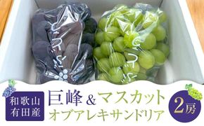 先行予約 和歌山 有田産 2色 ぶどう 詰め合わせ 巨峰 マスカットオブアレキサンドリア［2026年8月下旬以降発送］  	DU02