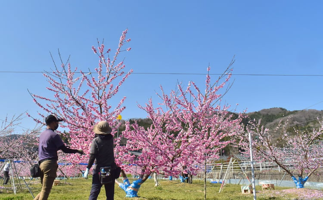 【2026年先行予約】まどか 白桃 ご家庭用 5-7玉入 (岡山県産)【KF-A023-03】