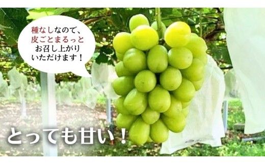 《 先行予約 》 シャインマスカット 2～3房 ( 約 1.5kg )  贈答用 【2026年8月下旬頃発送開始】 ( 共通返礼品：下妻市 )フルーツ 果物 マスカット ぶどう 葡萄 ブドウ 旬 国産 産地直送 化粧箱 ギフト 【石﨑ぶどう園】 [DT002us]