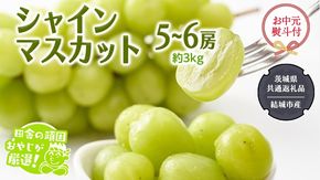 【お中元 熨斗付】 シャインマスカット 約3kg 5〜6房 【2026年7月より発送開始】 （茨城県共通返礼品[ぶどう]：結城市）田舎の頑固おやじが厳選！  マスカット 種なし 高糖度 ギフト お中元 甘い 美味しい フルーツ ［BI264-NT］
