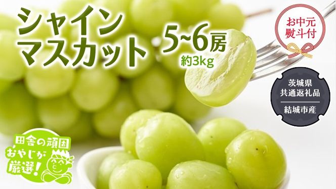 【お中元 熨斗付】 シャインマスカット 約3kg 5〜6房 【2026年7月より発送開始】 （茨城県共通返礼品[ぶどう]：結城市）田舎の頑固おやじが厳選！  マスカット 種なし 高糖度 ギフト お中元 甘い 美味しい フルーツ ［BI264-NT］