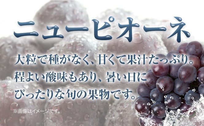 【先行予約】 岡山県産 選べる つる付きニューピオーネ 1房 680g以上 2房 540g以上 3房 540g以上 ハウス栽培 有限会社ホーティカルチャー神島《7月中旬-8月下旬頃出荷》 岡山県 笠岡市 葡萄 果物 厳選出荷 フルーツ 種なしぶどう 【配送不可地域あり】---H-74---