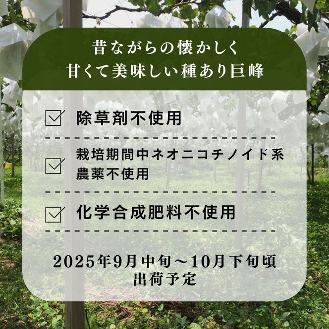 【2026年9月～発送】種あり巨峰 約2kg 安心安全 こだわりの栽培方法 除草剤不使用 栽培期間中 ネオニコチノイド系農薬不使用 化学合成肥料不使用 