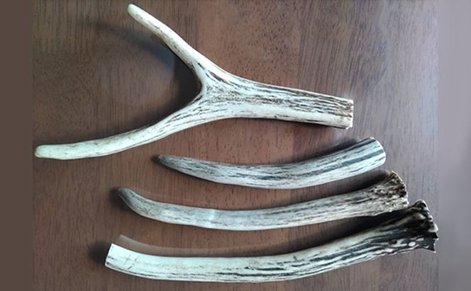 北海道 エゾ鹿角 4本 （15～20cm） 【 インテリア 飾り エゾシカ エゾ鹿 ハンドメイド素材 おもちゃ スタッグ お守り 】