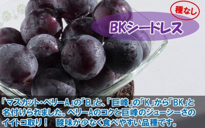 テレビで紹介されました！【先行予約】【令和8年発送】農家直送！ 新鮮！ 朝づみぶどう シャインマスカット & BKシードレス 種なし 1kg 1.5kg 2kg フルーツ 果物 贈答 大分県産 採れたて_2658R