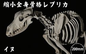 全身 骨格 レプリカ イヌ 縮小 / 標本 コレクション プラモデル 動物 犬 フィギュア インテリア 模型 動物 博物館 頭蓋骨 ミニチュア 3D プリント【anf949-shk-inu】