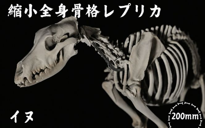全身 骨格 レプリカ イヌ 縮小 / 標本 コレクション プラモデル 動物 犬 フィギュア インテリア 模型 動物 博物館 頭蓋骨 ミニチュア 3D プリント【anf949-shk-inu】