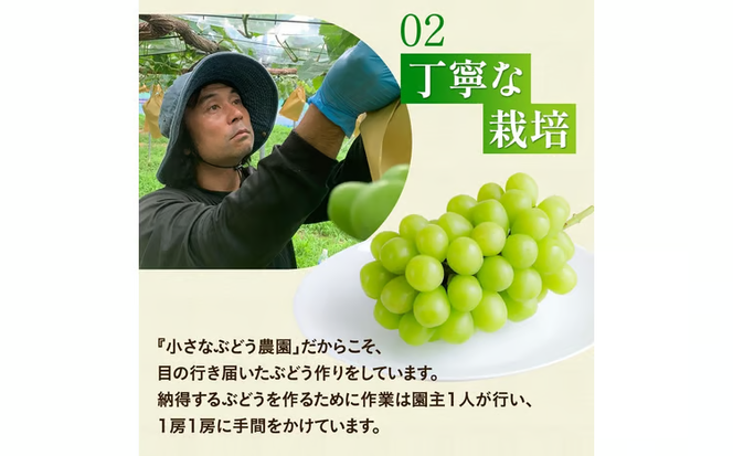【2026年先行予約】 ここちとふぁーむ 【ご自宅用】 岡山県産 シャインマスカット 3～5房 2kg以上 【koko003-02】