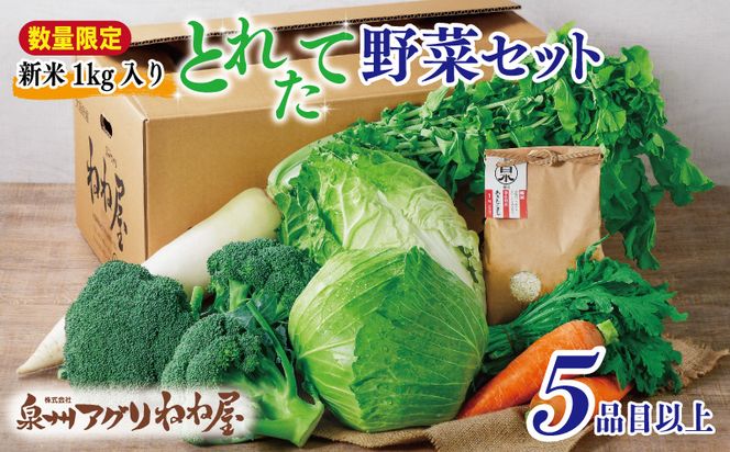 010B1476 【数量限定】【新米1kg入り】ねね屋の採れたて野菜セット 5品目以上 詰め合わせ 期間限定