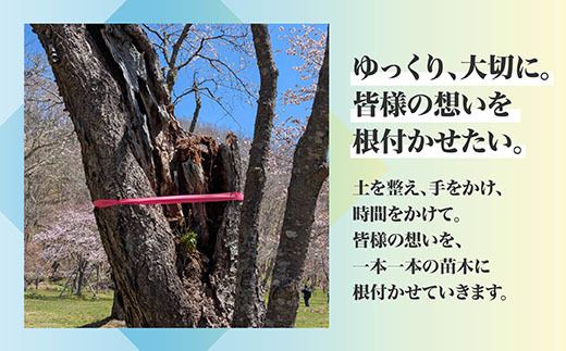 【返礼品なし】別保公園 の桜を雪害から復活させたい ｜「日本一遅い桜まつり」応援寄附（1口 1,000円〜） さくら 桜 桜の木 植樹 別保公園 北海道 釧路町 釧路超 寄付 支援 応援 共感型sakura01