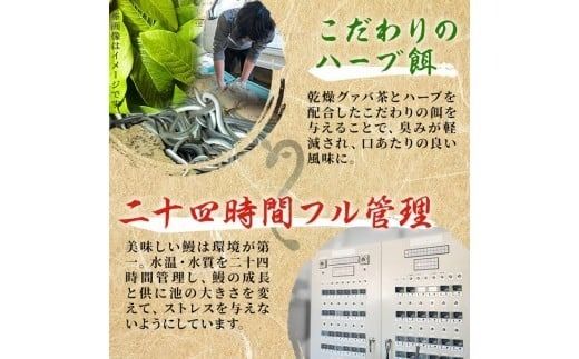 鹿児島県産 伊崎田のうなぎ蒲焼刻みうなぎ 50g×15袋(計750g) b7-027