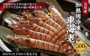 【先行予約】 加熱用冷凍車海老250g×2 えび エビ 海老 車海老 車えび 加熱用 250g 2パック 合計500g 1パックあたり7～12尾 冷凍 熊本県 上天草市 【2027年1月上旬から順次発送予定】