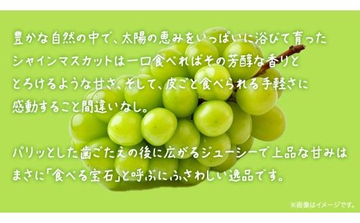 【 訳あり 】 シャインマスカット 4kg 【2026年8月発送開始】(茨城県共通返礼品：大子町) ぶどう 葡萄 マスカット フルーツ 果物 ワケあり ご自宅用 ご家庭用 自分用