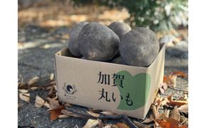 【先行予約】能美市特産品加賀丸いも 3kg 172111_DD001