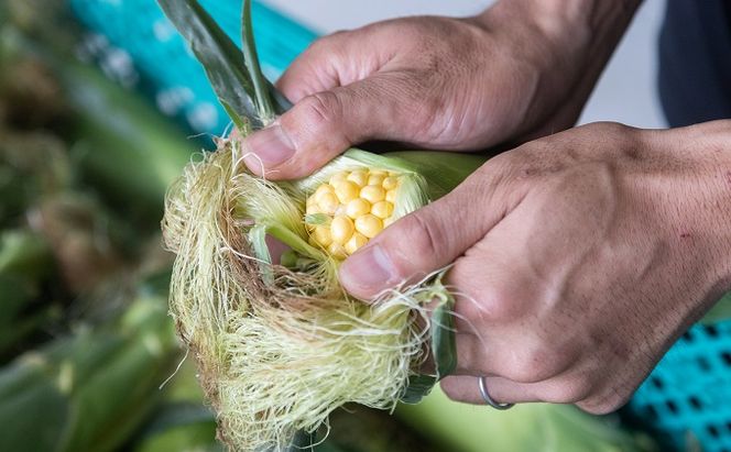 ［2026年先行予約］牛窓産とうもろこし まるでフルーツ！生で甘い、茹でて美味い！「桃太郎コーン」と「うしまどんな」のセット 約4kg 8～12本入り 産地直送 食べ比べ 